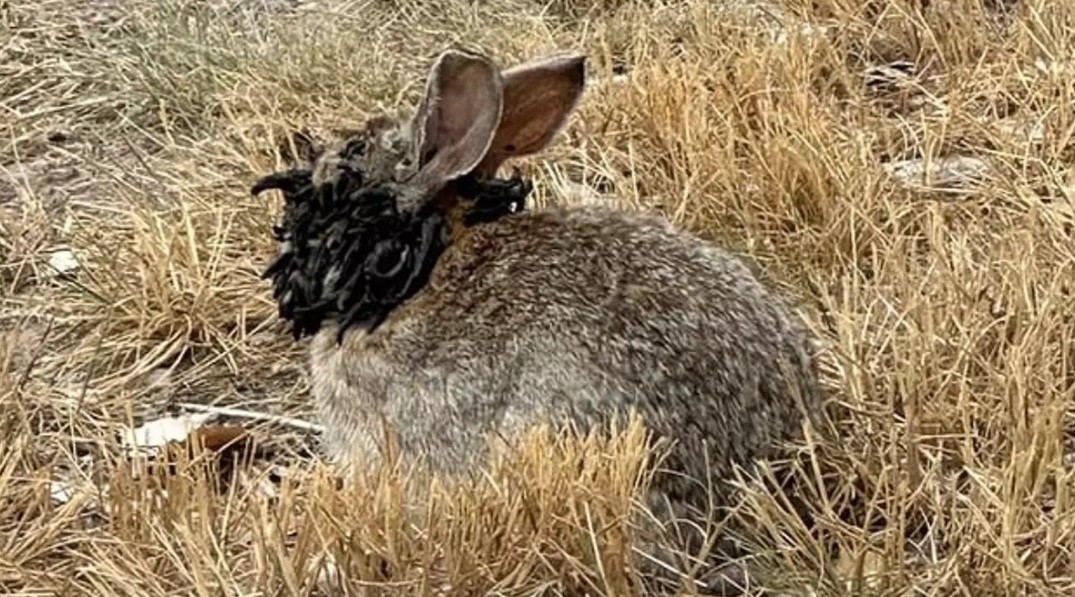 Horrifyingly Spiked Rabbits are Reportedly Overrunning Parts of the US