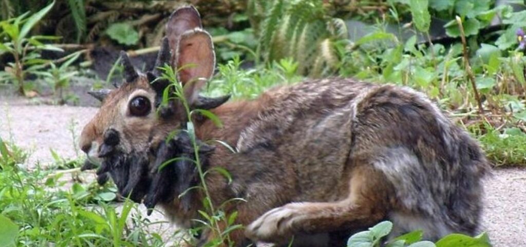 Horrifyingly Spiked Rabbits are Reportedly Overrunning Parts of the US