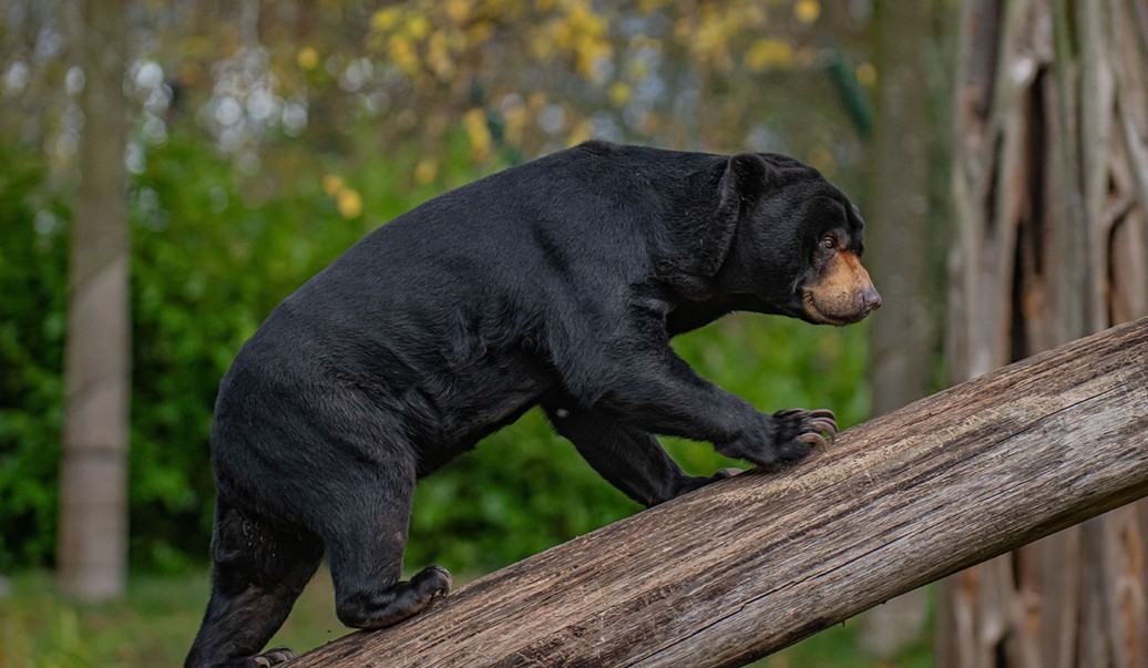 The Malayan Sun Bear: Meet the Smallest Bear on Earth