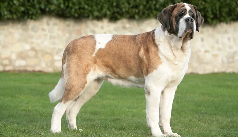 The Gentle Giant with a Heroic Heart: A Tribute to the Saint Bernard